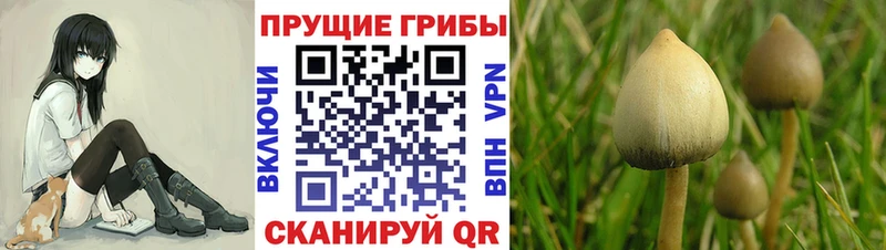 Псилоцибиновые грибы Magic Shrooms  Елец 